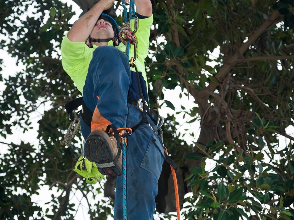 Qualified arborist working in a mature tree during a property survey in Suffolk