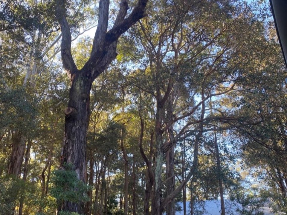 Mature trees in Suffolk parkland with a property visible in the background